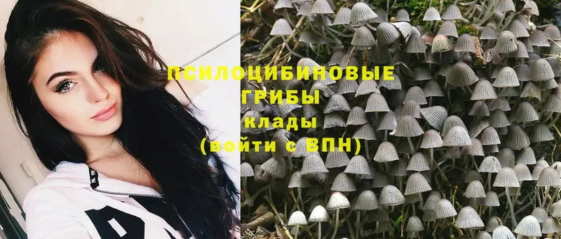 что такое   Новокубанск  Галлюциногенные грибы MAGIC MUSHROOMS 